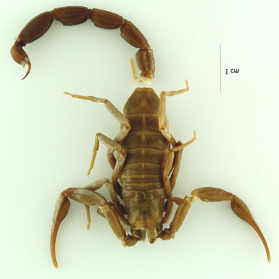 4 Euscorpius 2008, No. 75 Figure 2: Female lectotype of Tityus (Atreus) obscurus, dorsal aspect. that (Kraepelin, 1901; T. cambridgei listed on p. 269).