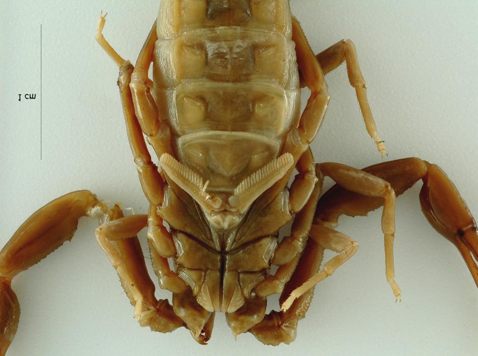 Lourenço & Leguin: True identity of Scorpio obscurus 5 Figure 3: Female lectotype of Tityus (Atreus) obscurus, details of ventral aspect showing coxapophyses, sternum, genital operculum, pectines,