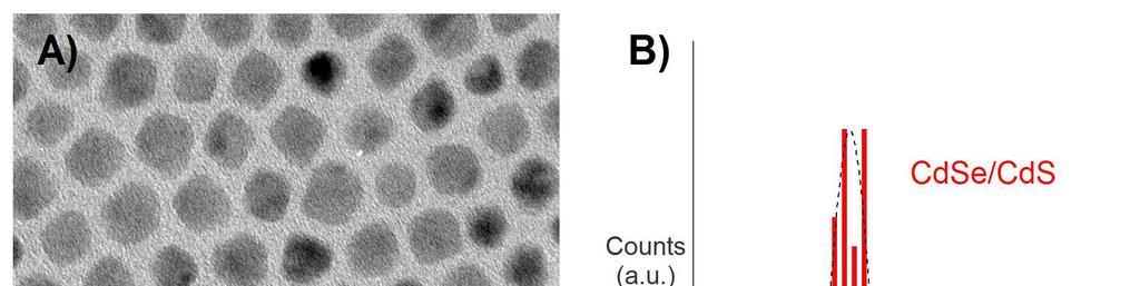 Figure S3. a) TEM image and b) histogram of core-shell CdSe/CdS QDs with size dispersions below 10% when increasing the concentration of the seeds from 200 nmol to 400 nmol in the flash synthesis.