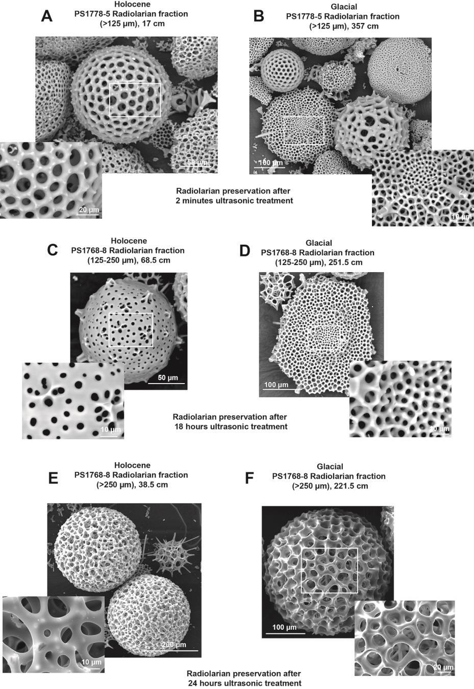 Supplementary Figure 4. Scanning Electron Microscope (SEM) images of pure radiolarian fractions. (A, B) Images from Holocene and glacial radiolarian fractions (>125 µm) from core PS1778-5.