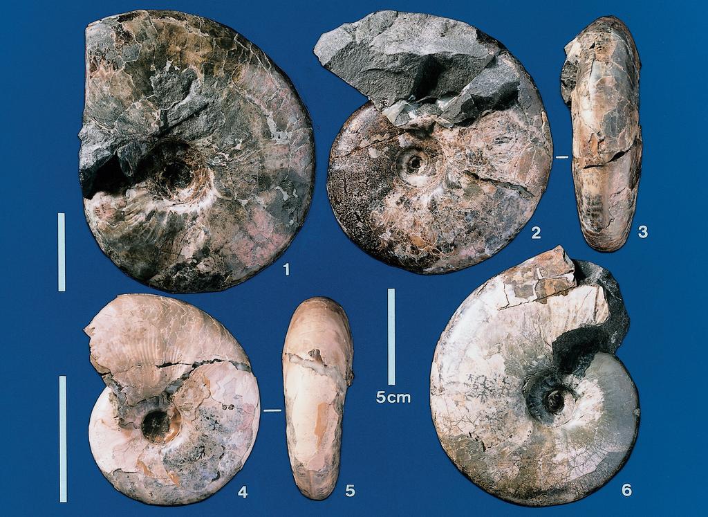 Fig. 8. Upper Maastrichtian Pachydiscus flexuosus Matsumoto from the Krasnoyarka Formation at Loc. PC1002 along the Pugachevka River. 1, NSM PM17307. 2 3, NSM PM17308.