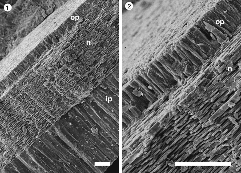 132 Haruyoshi Maeda and Yasunari Shigeta Fig. 9. Scanning electron micrographs of the shell wall of Pachydiscus flexuosus Matsumoto, NSM PM17311 collected from the Krasnoyarka Formation at Loc.