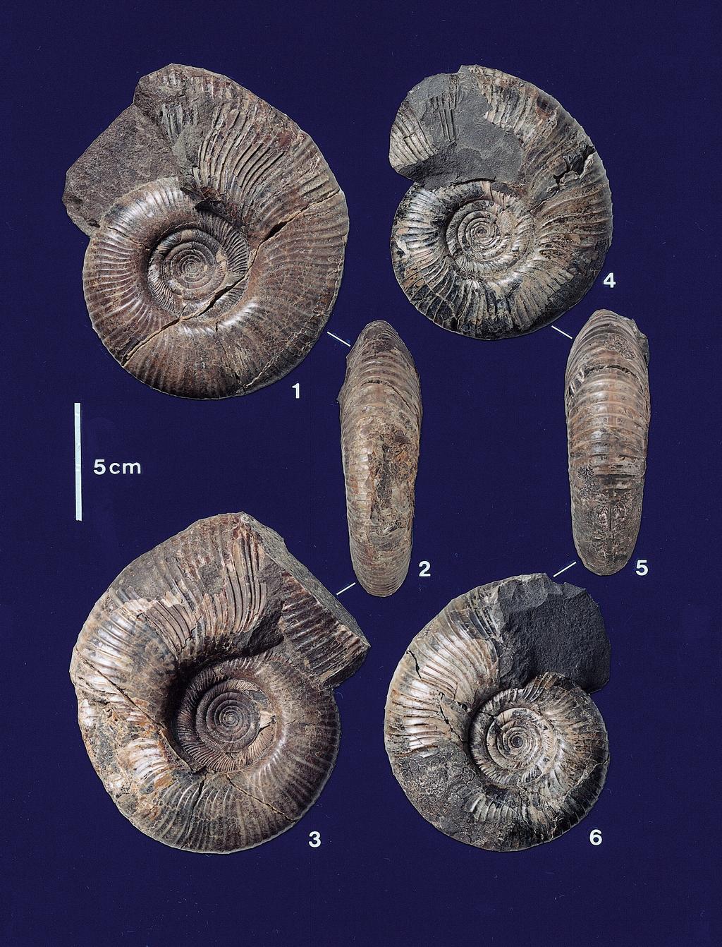 Maastrichtian ammonoid fauna from the Pugachevo area 129 Fig. 7.