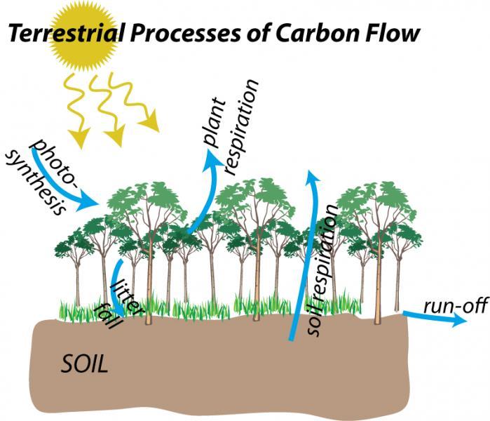 4) Controls on terrestrial carbon Assessment of stocks needed to quantify carbon cycling, role in a