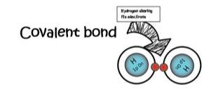 Chemical Bonds - Covalent Bond: - forms when electrons are shared between atoms - It means that the moving electrons actually travel