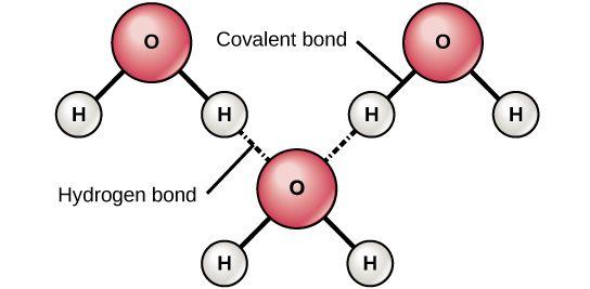 Draw MULTIPLE hydrogen bonds