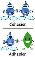 Hydrogen Bonds - Adhesion - an attraction between molecules of different substances - Adhesion