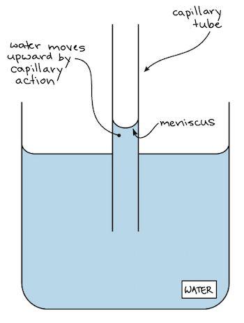 Hydrogen Bonds - Adhesion between water and glass also causes water to rise in a narrow tube against the force of