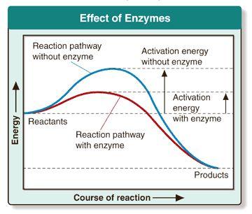 Enzymes - Enzymes: - Proteins that act as biological