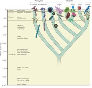 Life Changes over Time Evolution of Life on Earth Biological evolution: how earth s life changes over time through changes in the genetic