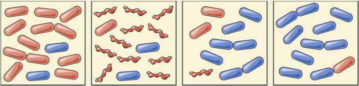 (a) A group of bacteria, including genetically resistant ones, are exposed to an antibiotic Evolution by Natural Selection (b) Most of the normal bacteria die (c)