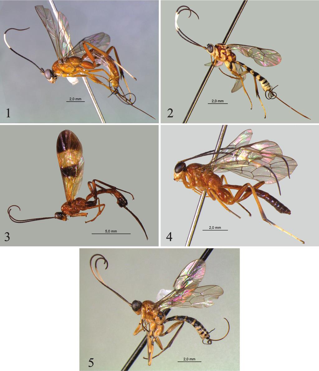 Figs. 1-5. Sphelodon spp., habitus; 1, Sphelodon brunicornis n. sp.; 2, Sphelodon boraceiensis n. sp.; 3, Sphelodon zuleidei n. sp.; 4, Sphelodon plaumanni n.