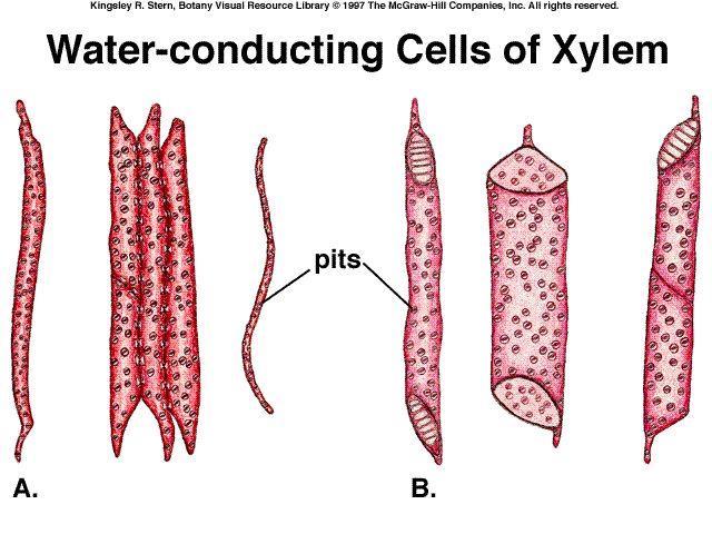 Xylem Transports water and dissolved minerals Tracheids: long, thin tube like structures without perforations at the ends Vessel elements: short,