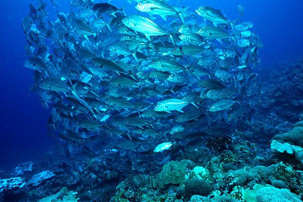 Multiple Choice Biomes, Populations, Communities and Ecosystems Review 1. The picture below is a school (group) of Jack fish. What type of distribution does this represent?
