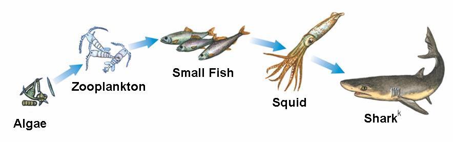 one trophic level to the next = Food chains and food webs model the in an ecosystem.