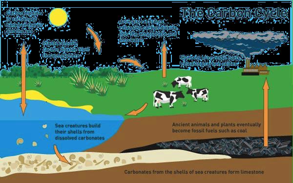 FIRST QUARTER Activity Sheet No. 13 TOPIC : Carbon-oxygen cycle Describe the carbon-oxygen cycle. Illustrate the cycling of carbon and oxygen between the organisms in an ecosystem.
