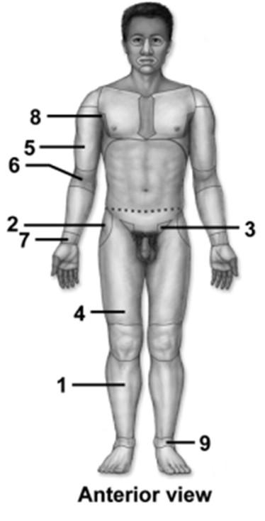 Figure: 01.07a 83. This figure shows an anterior view of a human in the anatomic position. What region does number 1 indicate? A. Crural B. Femoral C. Brachial D. Sural E. Tarsal Figure: 01.