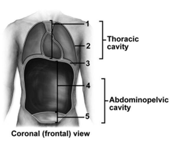 Figure: 01.08b 86. This figure shows a frontal view of a human. What does number 1 indicate? A. Mediastinum B. Pelvic cavity C. Thoracic cavity D. Pleural cavity E. Pericardial cavity Figure: 01.
