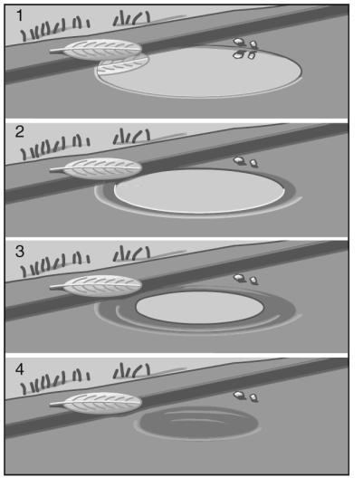 9. Juanita watches a rain puddle as she plays outside. The figure below shows how the puddle changes while Juanita observes it during the day. What process is Juanita observing? A. condensation B.