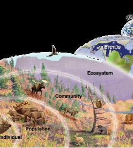 Levels of Organization Biosphere- all of the planet where life exists,