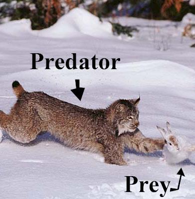 Predation Predation- when an organism captures and