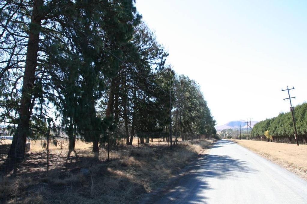 Figure 13: Row of recent trees at MM05 4.8 MM06 MM06 is located at the entrance of Shonalanga accommodation on the D146.