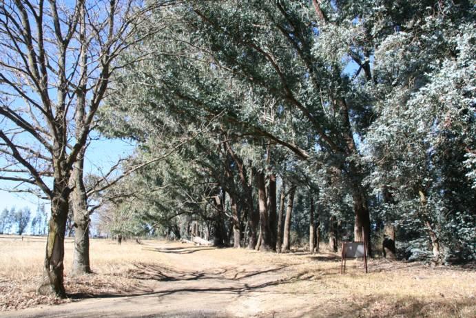 Figure 14: Blue gums at MM06 4.9 MM07 MM07 is located just north of MM06 on the D146. The site consists of a row of various old trees that appear to be older than 60 years (fig. 15).