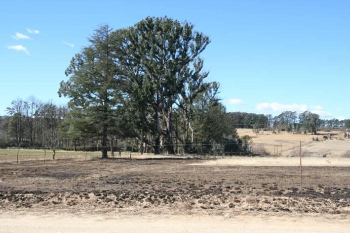 Figure 15: Old trees boundary at MMO7 4.10 MM08 MM08 is located just north of MM06 on the D146. The site consists of a row of various old trees that appear to be older than 60 years (fig. 16).