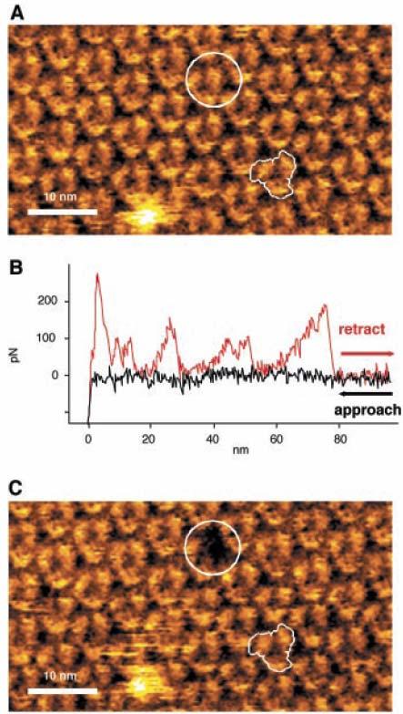 Force Spectroscopy of Single Molecules Membrane proteins Imaging individual bacteriorhodopsin molecules in water Separated at a