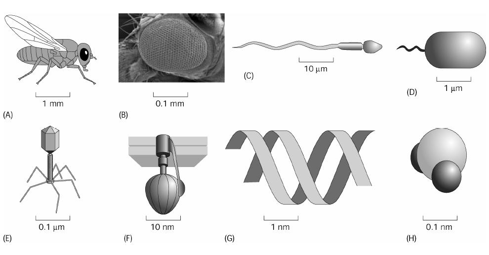 Hierarchy of Spatial Scales Fly Compound Eyes Sperm Cell