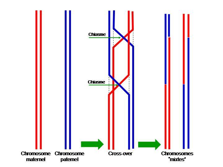 Genetic Variation In meiosis, DNA is reorganized and to produce genetically distinct offspring Homologous recombination exchanges similar DNA sequences between chromosomes - DNA-repair uses identical