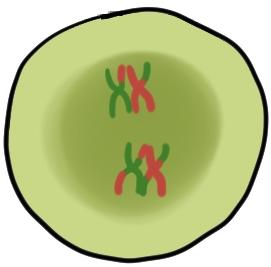 Leptotene Condensation of chromatin fibers b. Zygotene More condensation and homologous chromosomes are paired (form bivalents) c.