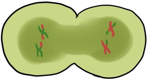 Anaphase I is when homologous chromosomes move to opposite poles