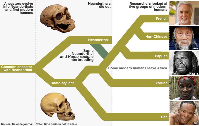 Ancient admixture: Neanderthals are still among us Recent genetic data