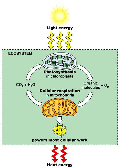 Cells can regenerate ATP as needed by using the energy stored in foods like