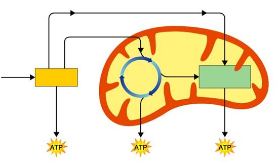 Diagram Electrons carried in NADH Mitochondria In Cytoplasm