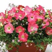 Petunias Height: 6 to 12 in. (15 to 30 cm) Spread: 30 to 39 in.
