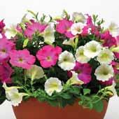 Petunia Vogue Shock Wave Ivory and Madness Lavender Glow Petunias Spread: 30 to 36 in.
