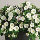 Easy Wave Rosy Dawn Petunia and Blutopia Bacopa Height: 6 to 12 in.