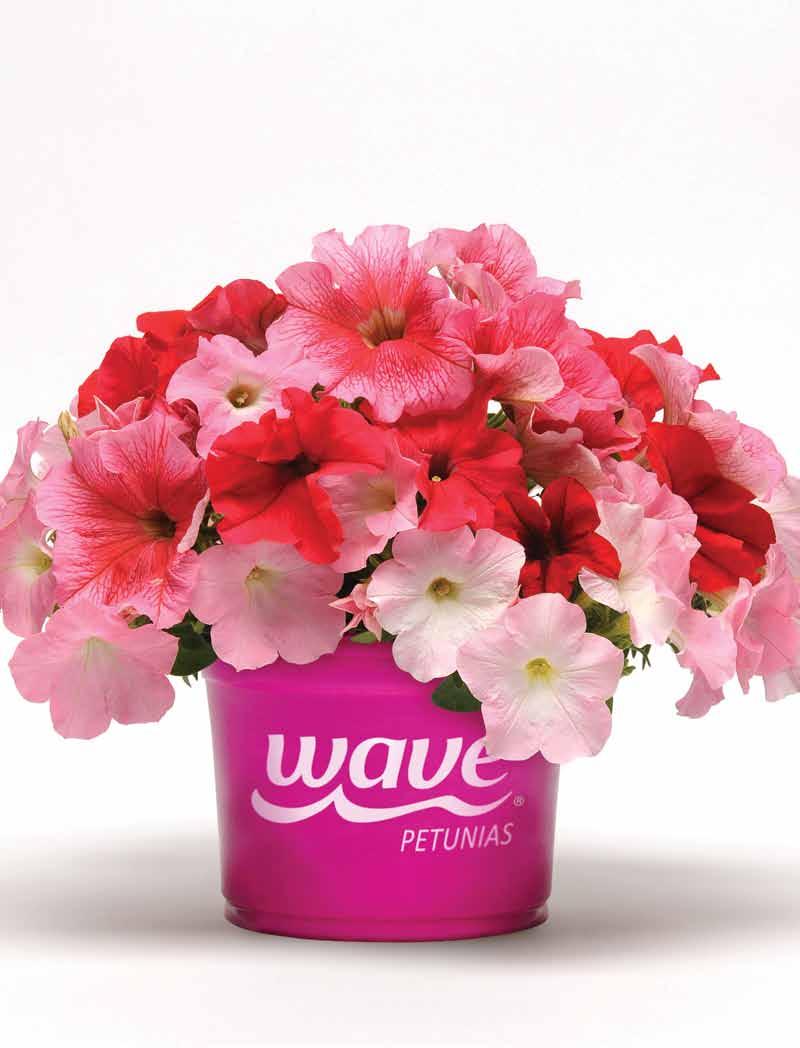 Fuseables combos that include Wave spreading petunias pack