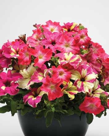 Sophistica Lime Bicolor Petunias Bloom time: 5 to 7 days