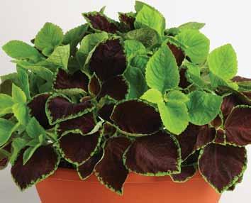 (30 to 45 cm) Plug crop time: 5 to 6 weeks Coleus Under The Sun