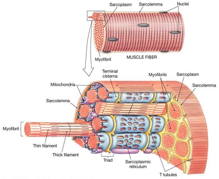 Terminology in muscle Sarcolemma Sarcoplasm Smooth endoplasmic reticulum in the muscle cell Sarcosomes Cytoplasm of muscle cell