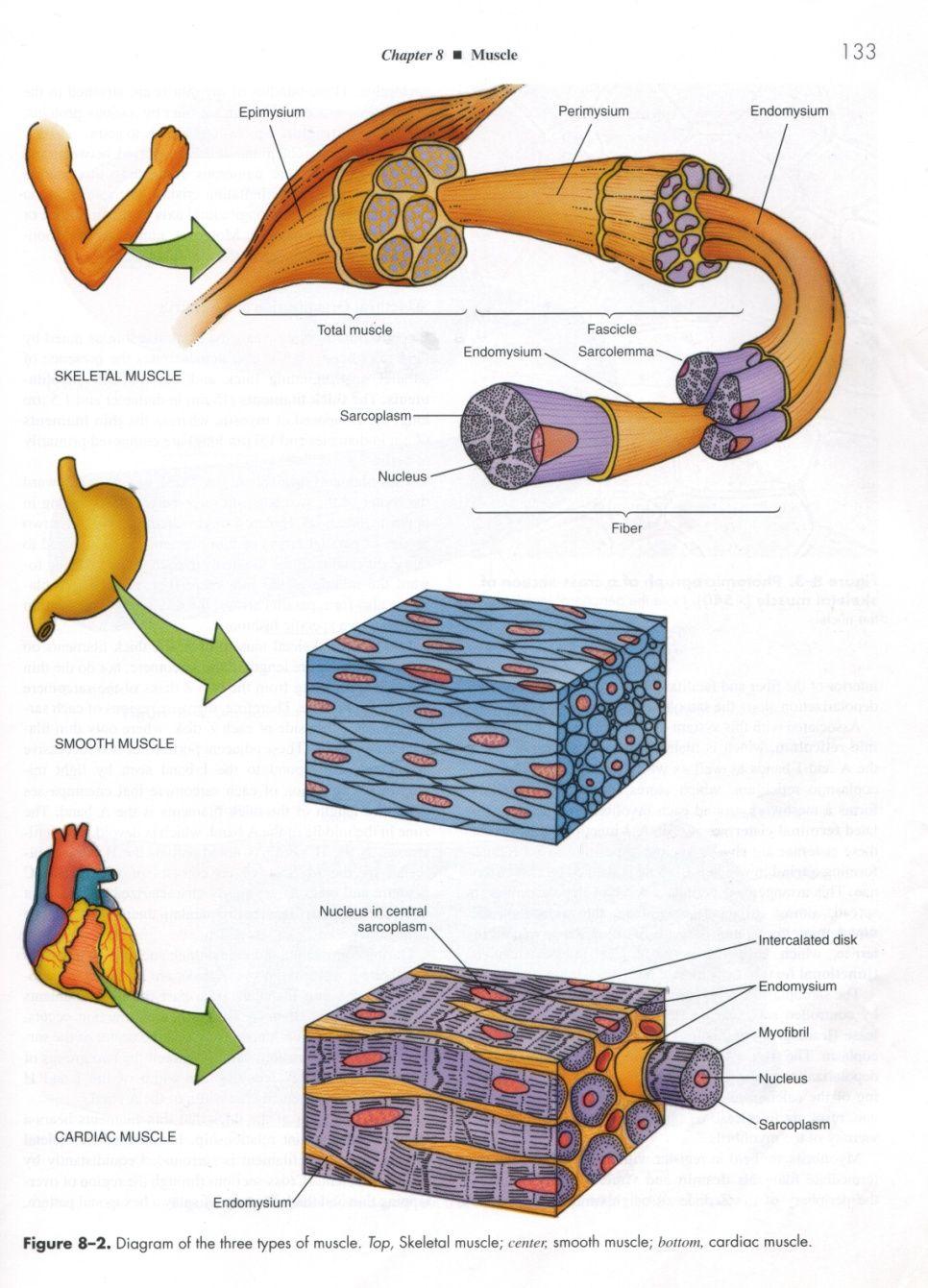 M uscle types 3 types of muscle: