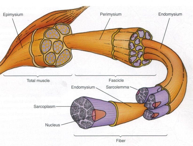 S keletal M uscle Organization A n anatomically named muscle A group of muscle bundles or fascicles Surrounded by epimysium (connective tissue) Fascicle (muscle bundle)