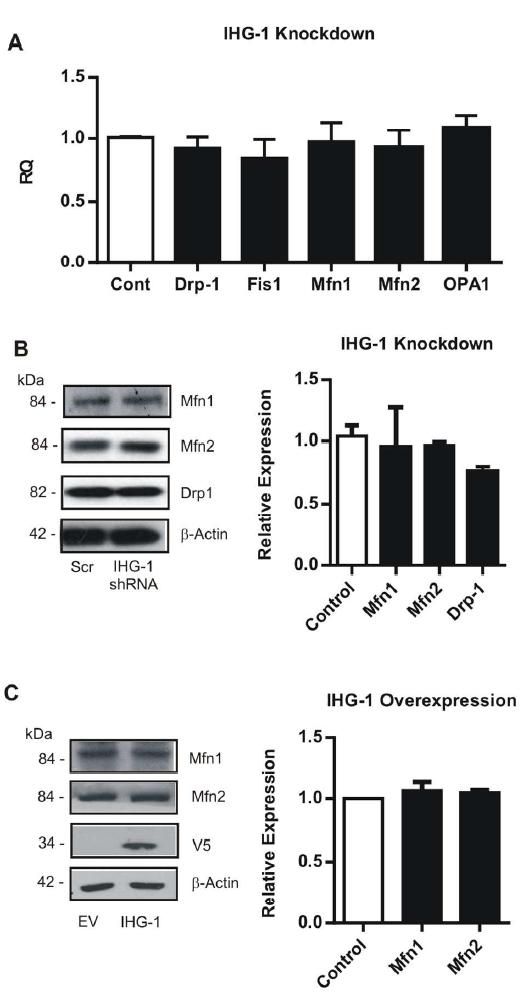 Supplementary Figure 6. IHG-1 does not alter expression of components of the mitochondrial fusion and fission machinery.