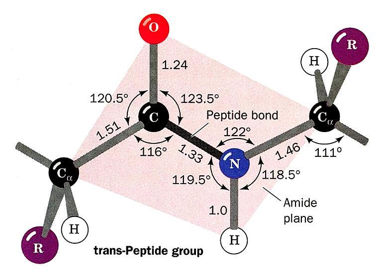 NOTE: Peptide bond between N