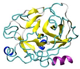 acids) Myoglobin - transports oxygen (154 amino