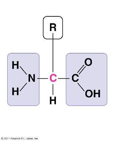 Proteins are made of amino acids Side chain (R group) α carbon Amine group