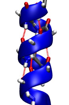 Secondary structure ɑ-helix: i i+4 hydrogen bonding; there are